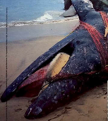 Greenpeace - Whales